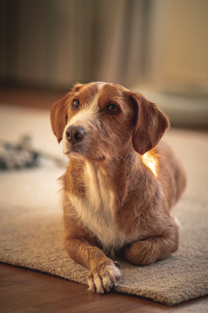 Unser C-Rope Hund Olaf ist unser Lieblingsmodel in der Tierfotografie.