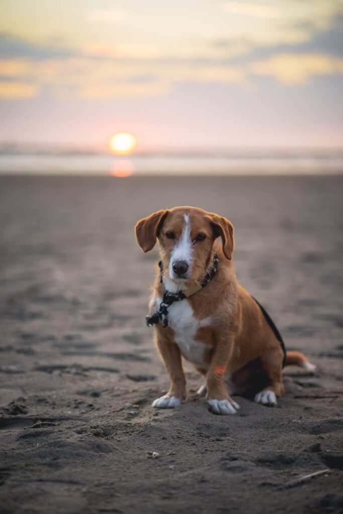 Unser C-Rope Bürohund Olaf liebt es, in der Sonne am Strand zu sitzen - perfekt für ein Tierfoto Shooting.
