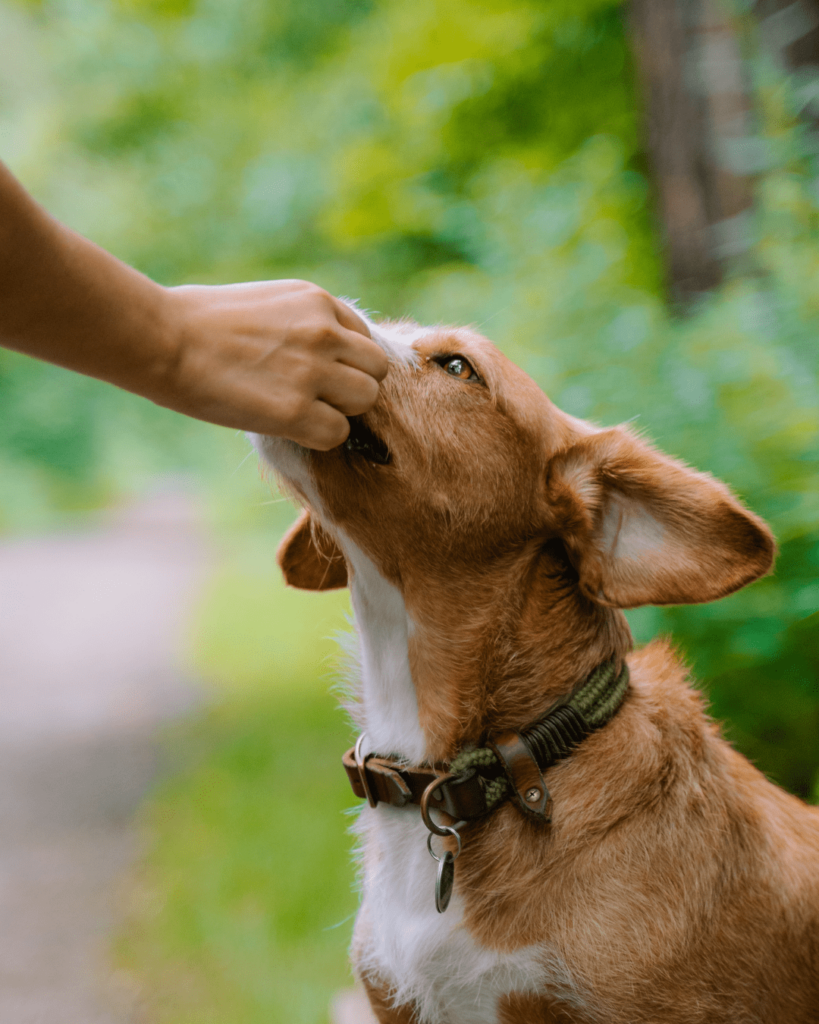 In der Hundefotografie helfen kleine Bestechungen | C-Rope Kamerazubehör