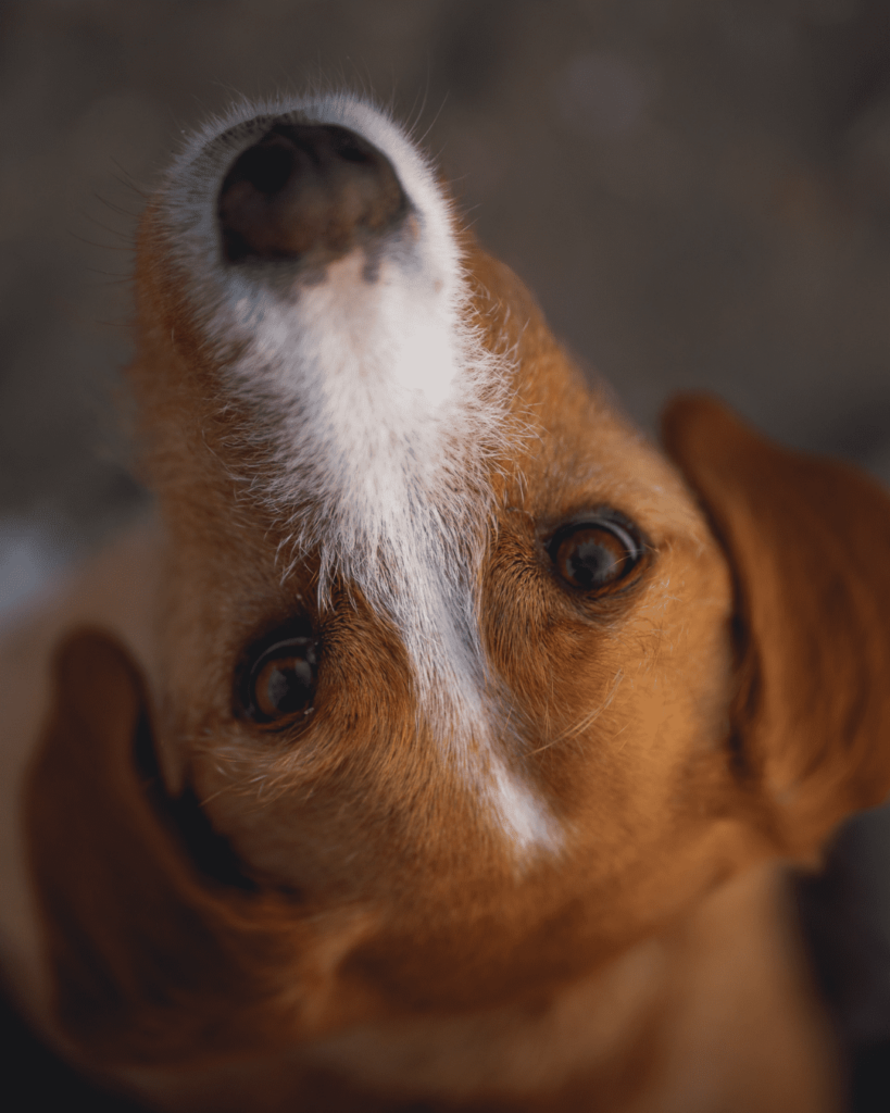 Nutze eine offene Blende für Hundefotos | C-Rope Fotozubehör