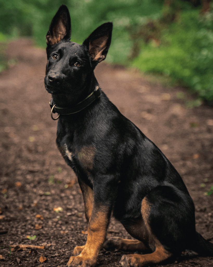 Belichte eher kürzer in der Hundefotografie | C-Rope Fotozubehör