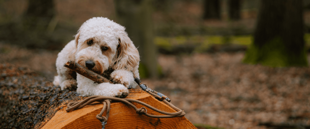 Lerne, was Du in der Hundefotografie beachten solltest | C-Rope Kamerazubehör