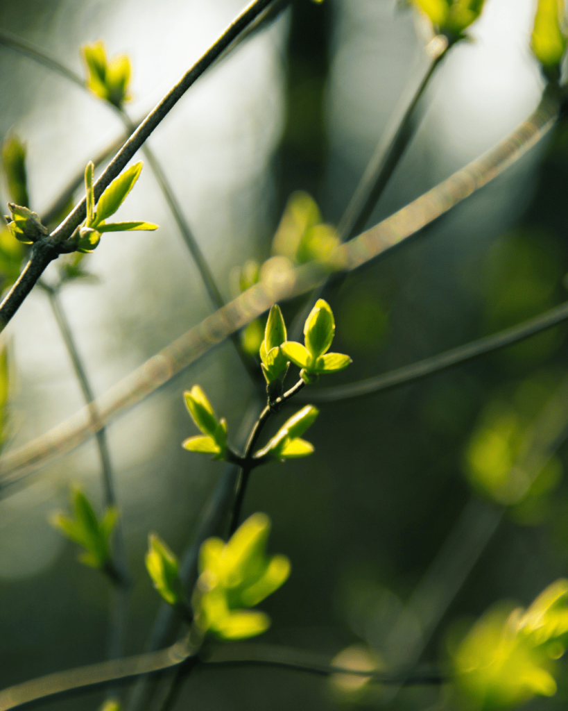 Nutze eine kurze Verschlusszeit beim fotografieren im Frühling, damit kleine Bewegungen der Umgebung einfrieren | C-Rope Kamerazubehör