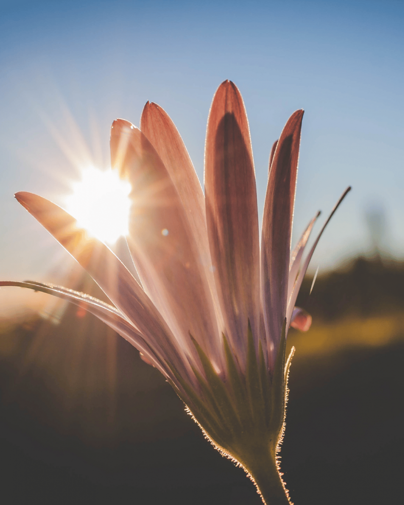 Vermeide direktes Sonnenlicht bei Blumenfotos oder nutze einen Diffusor | C-Rope Kamerazubehör