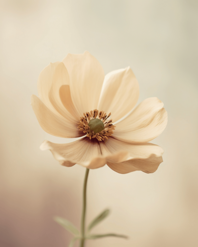 Wähle den passenden Stil für Dein Blumen Foto, damit die Blüte perfekt von der Kamera eingefangen werden kann | C-Rope Kamerazubehör